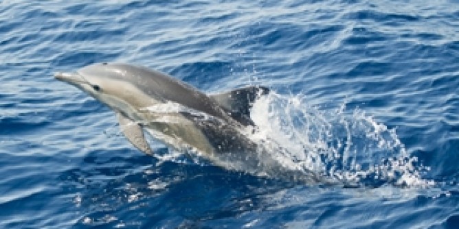 Sassari nel Santuario dei cetacei