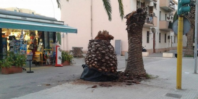 La palma malata cade sul marciapiede | Foto