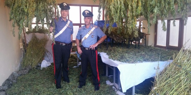 175kg di marijuana: 49enne in manette a Laerru