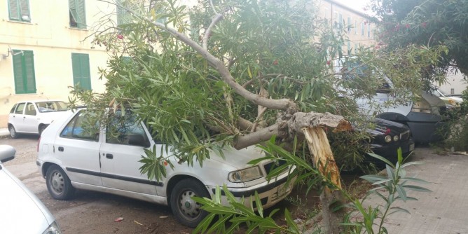 Albero cade sulla macchina | Foto