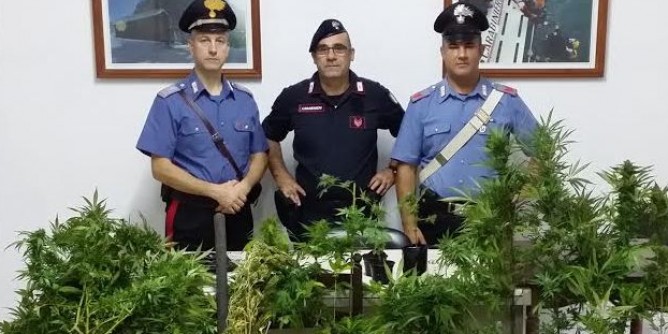 Marijuana: arresto a Trinità d´Agultu