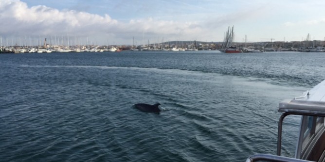Due delfini saltano nel porto di Alghero | Foto