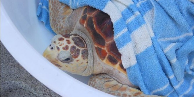 Asinara: la tartaruga <i>Colombina</i> torna in mare