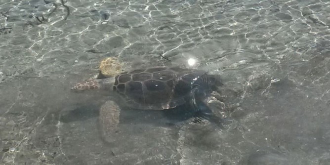 Asinara: liberata la tartaruga curata dal Centro Crama