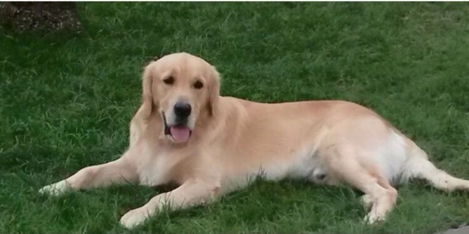 Smarrito Golden: nuovo appello per <i>Scotch</i> | Foto