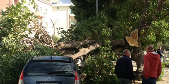 Ramo di Phytolacca precipita sulle auto