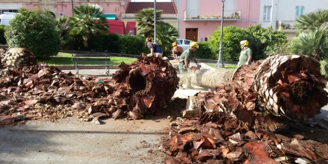 Punteruolo rosso, nuovi interventi a Oristano e nelle frazioni