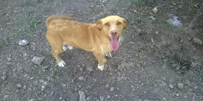 Ad Alghero oltre 100 adozioni di cani e gatti nel 2015