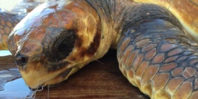 Tartaruga recuperata a Palau, ricovero all’Asinara