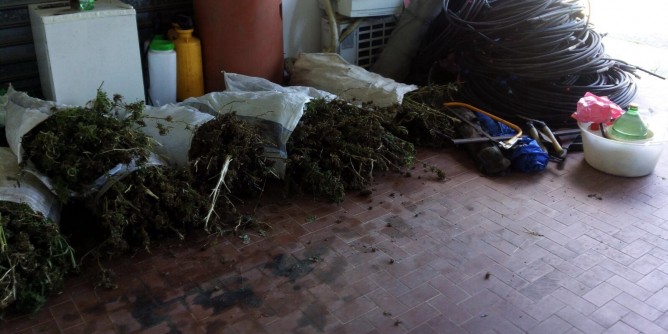 Trovate a Tortol 160 piante di cannabis indica
