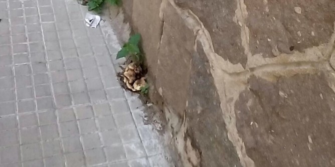 Ad Alghero spuntano i funghi in città | Foto