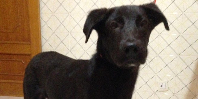 Cane smarrito ad Alghero | Foto
