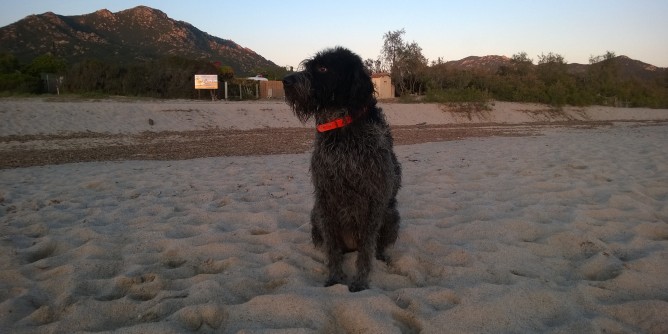 Cane smarrito ad Alghero | Foto