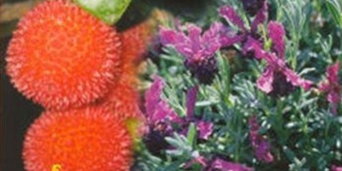 Erboristeria popolare sarda ad Alghero