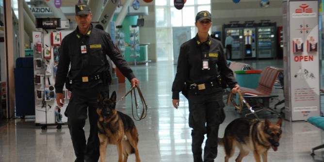 Il cane <i>Ral</i> trova 1,2 kg di cocaina nel porto di Olbia: un arresto