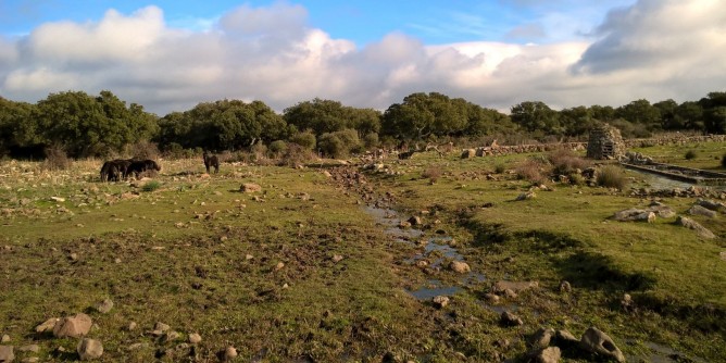 Cavallini della Giara: ecco la campagna di sostegno