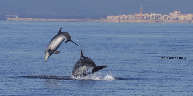 Oggi pomeriggio con i delfini ad Alghero | Foto