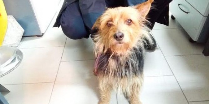 Cane smarrito ad Alghero | Foto