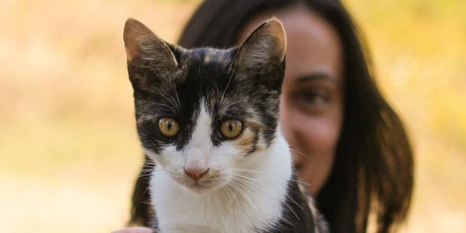 Ad Alghero, <i>Quello che i gatti non dicono</i>