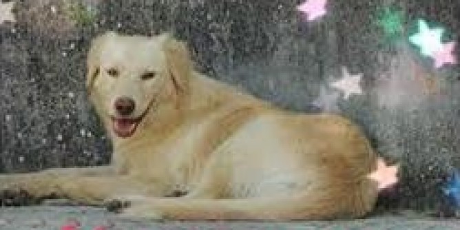 Cercasi cane smarrito a Valverde | Foto