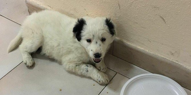 Cane smarrito ad Alghero
