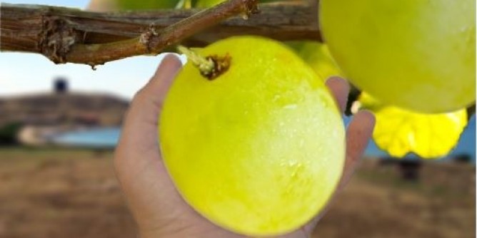 Vigneti all’Asinara: idea per un <i>pesce d’aprile</i>