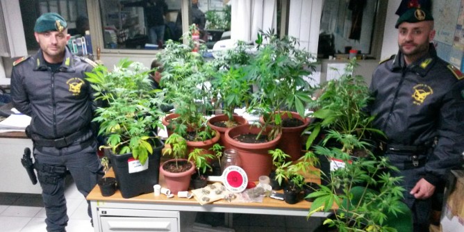 Florinas: sequestrata piantagione di marijuana, 28enne arrestato
