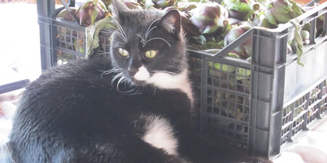 Cercasi Lillo, il gatto <i>casalingo</i>