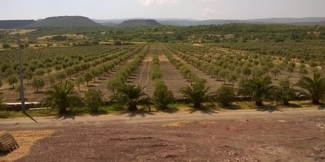 Potatura olivo, selezione ad Alghero