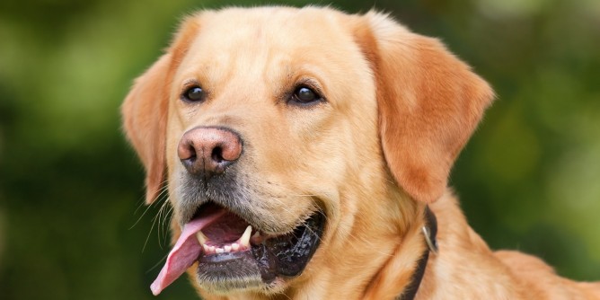 Microchip al canile di Funtana Sa Figu
