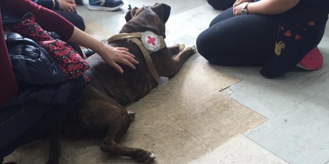 A Sassari i cani <i>entrano</i> a scuola