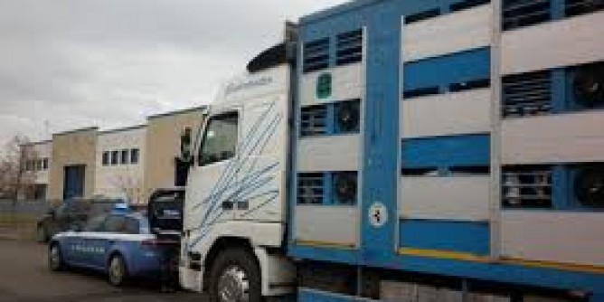 Trasporto bovini maltrattati: denunciati e multati a Macomer 