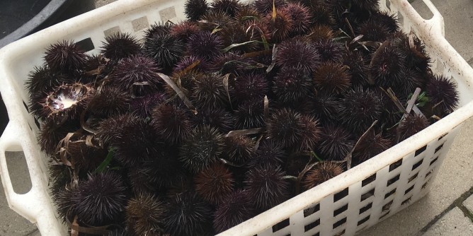Pesca del riccio: si parte il 1° novembre