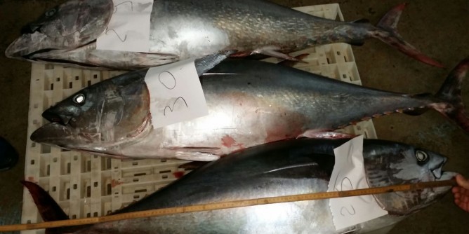 Pesca, sequestri e sanzioni a Olbia
