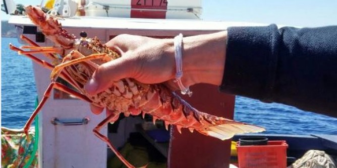 Mini-aragoste, sequestro a Stintino