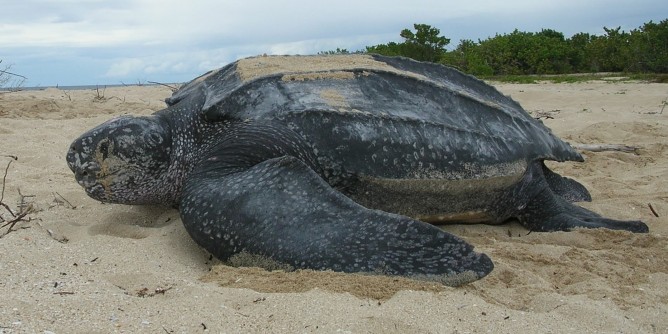 Portoscuso: trovata carcassa di rara tartaruga marina