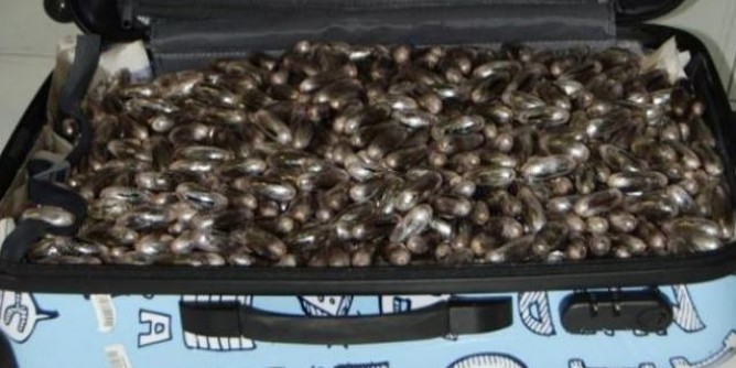 Sbarcano con 15kg di hashish: 4 arresti