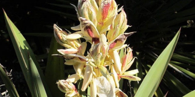 Novità per l´Orto botanico di Cagliari