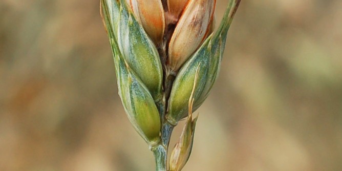 Nuove armi contro le infezioni del grano