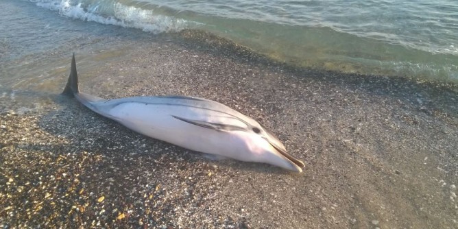 Porto Torres: delfino spiaggiato sul litorale di Abbacurrente