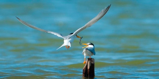 Progetto Life-Sterna, si ripopolano le Saline di Stintino