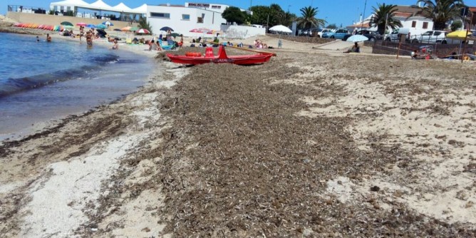 Scogliolungo invasa dalla posidonia: «spiaggia inaccessibile»