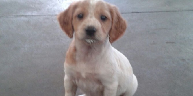 Ritrovato il cane <i>Pippo</i>