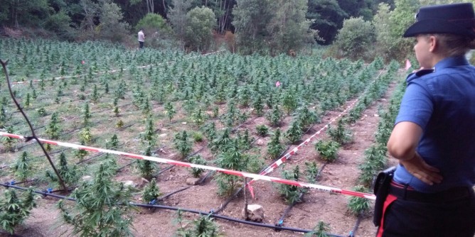 Olbia: scoperta piantagione record con 4mila piante di marijuana