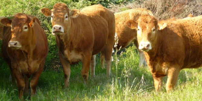 «Bando insoddisfacente e a vantaggio di pochi»