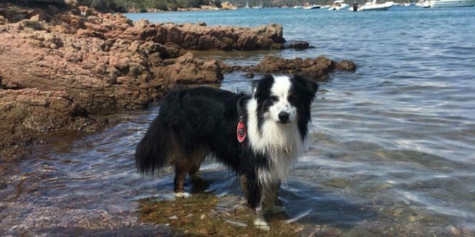 Dog Beach nella spiaggia Zaccurru