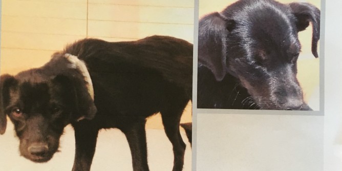 Cercasi cane smarrito a Sant´Anna | Foto