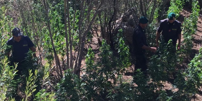 Piantagione marijuana ad Oschiri, sequestrata droga e una pistola