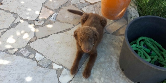 Alghero: cucciolo ritrova il suo padrone