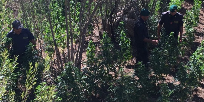 Calangianus, piantagione marijuana: coltivatore in manette